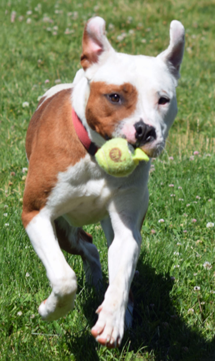 Weber County Animal Shelter dog